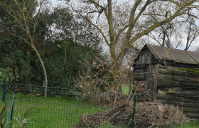  Abattage d’un pin Parasol. 
