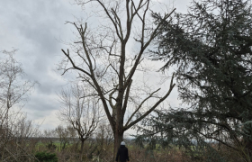 Élagueur à Fonsorbes 