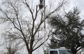 Élagueur à Fonsorbes 