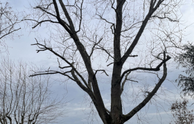 Élagueur à Fonsorbes 