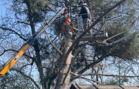  Abattage d’un pin Parasol. 